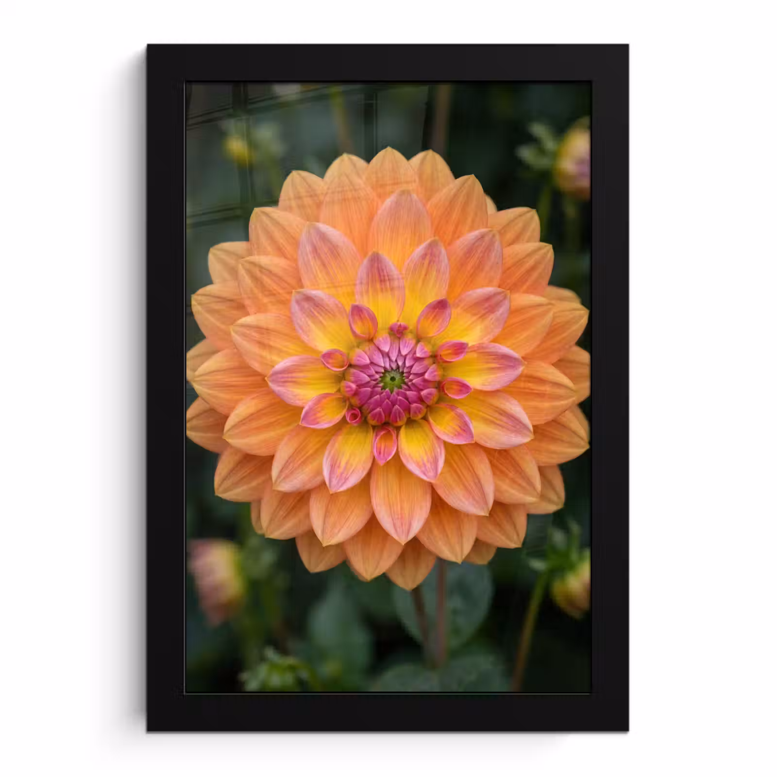 Bilder mit Rahmen - Dahlie - Blume - Orange — 1