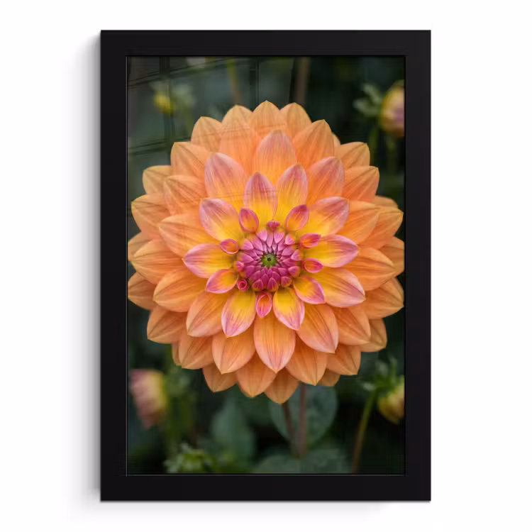 Bilder mit Rahmen - Dahlie - Blume - Orange — 1