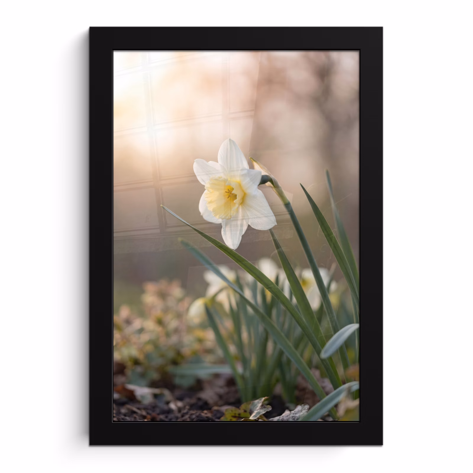 Bilder mit Rahmen - Narzisse - Blume - Minimalistisch — 1