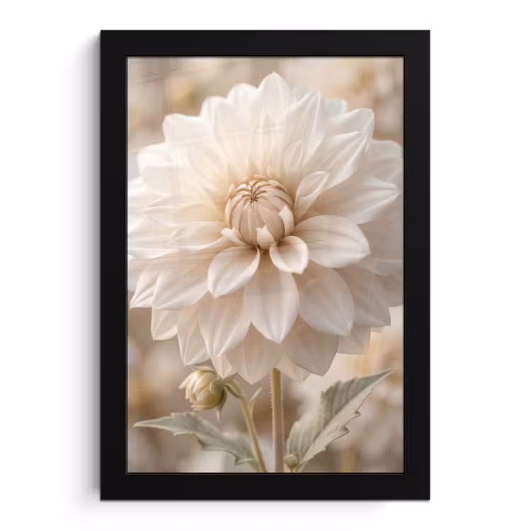 Bilder mit Rahmen - Blume - Dahlie - Weiß — 1