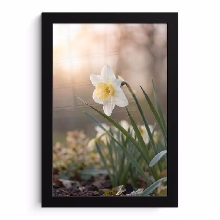 Bilder mit Rahmen - Narzisse - Blume - Minimalistisch — 1