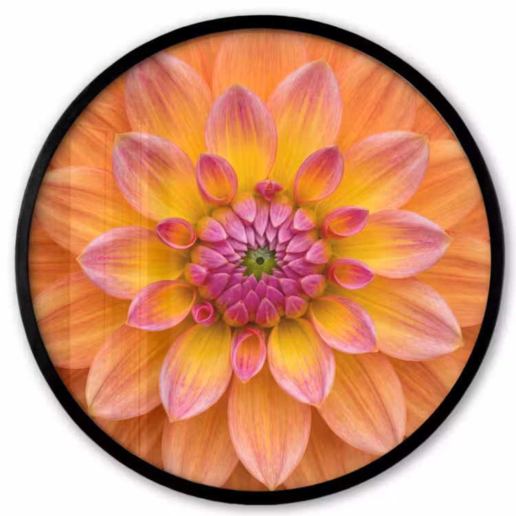 Poster im Rahmen Rund - Dahlie - Blume - Orange — 1