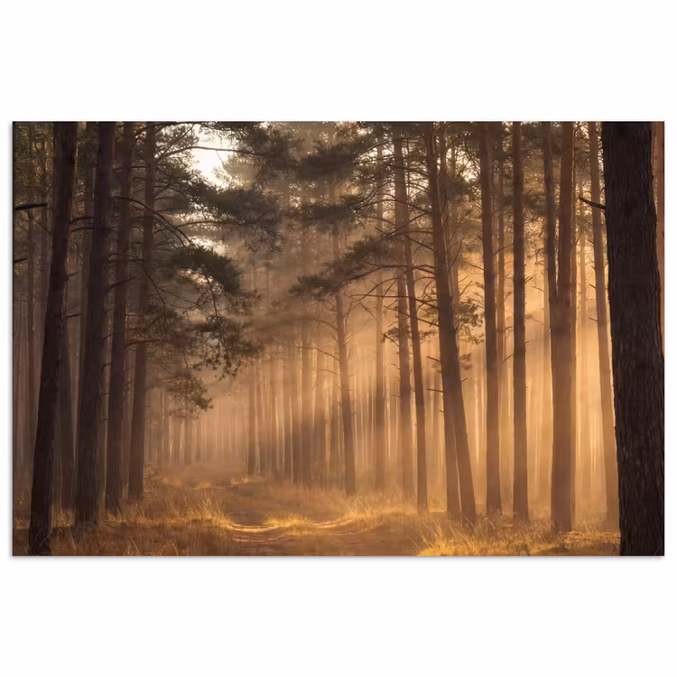 Poster - Wald - Nebel - Sonnenlicht — 1