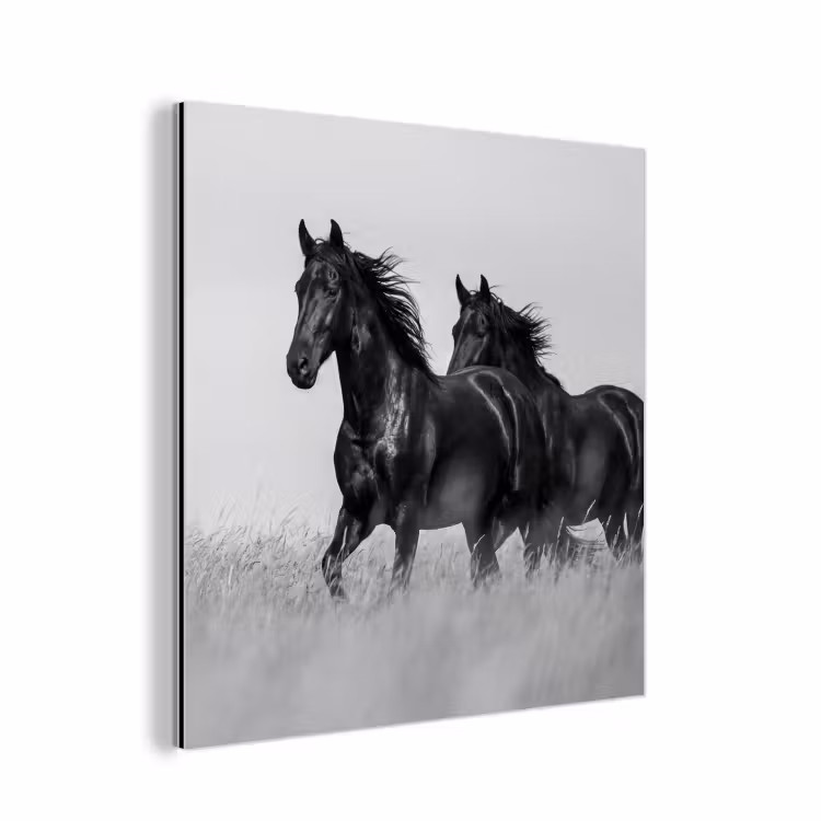 Alu-Dibond-Bild - Pferde - Gras - Schwarz - Weiß — 1