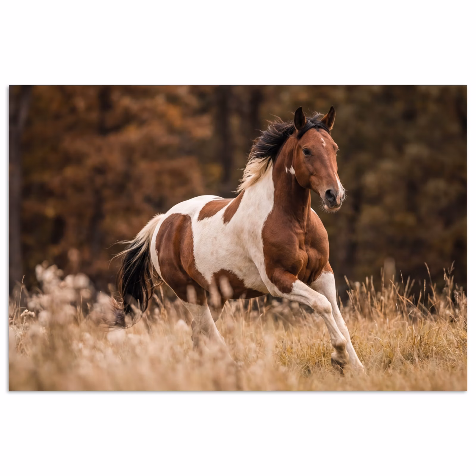 Poster - Pferd - Braun - Gras — 1