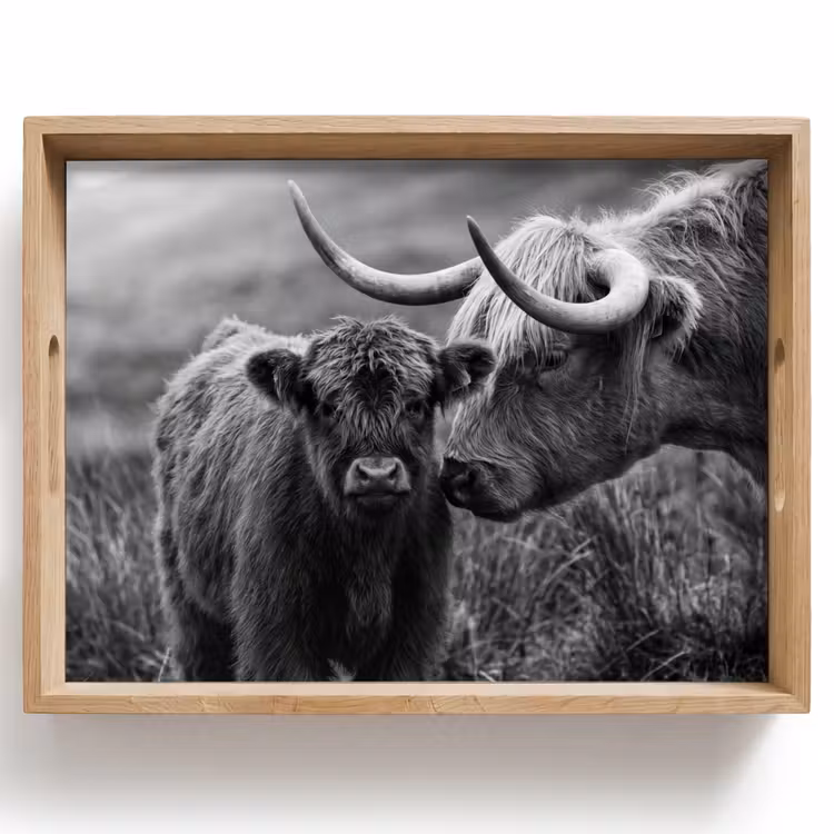 Tablett - Schottischer Highlander - Kalb - Schwarz - Weiß — 1