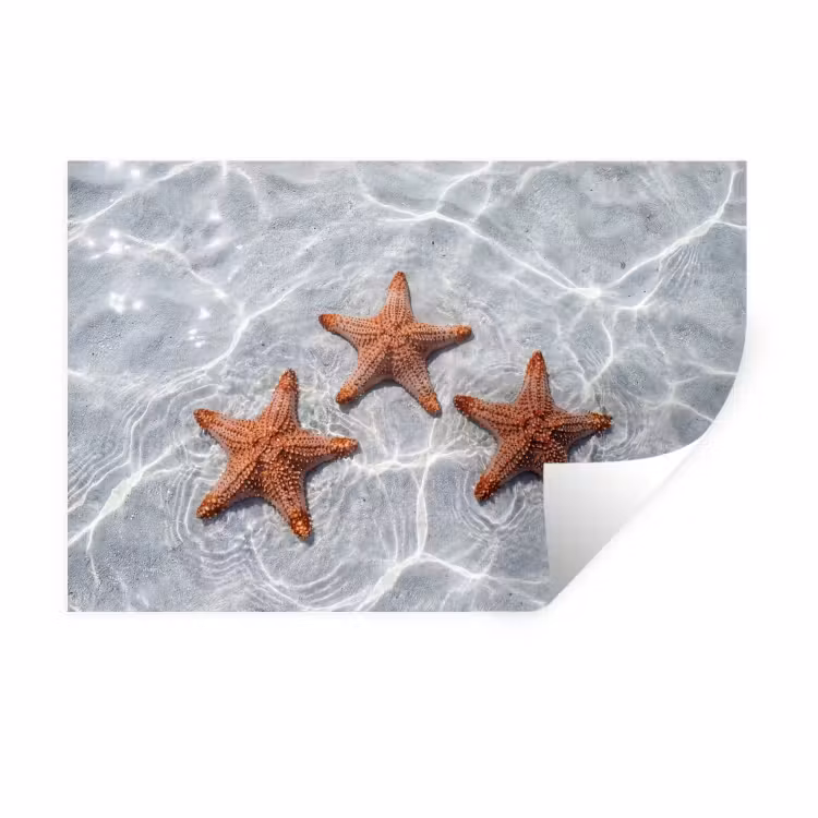Wandtattoo – Seestern - Wasser - Klar — 1