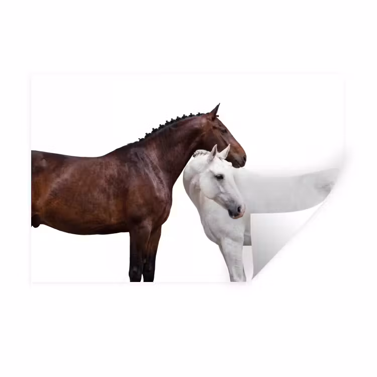 Wandtattoo – Pferd - Modern - Balance — 1