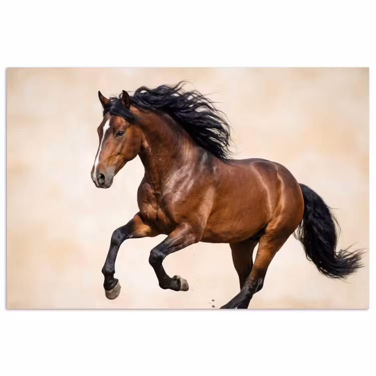 Poster - Pferd - Galopp - Energie — 1