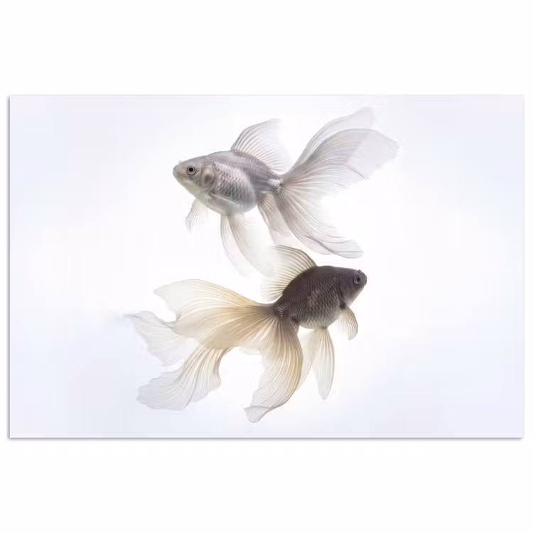Poster - Goldfisch - Modern - Weiß — 1