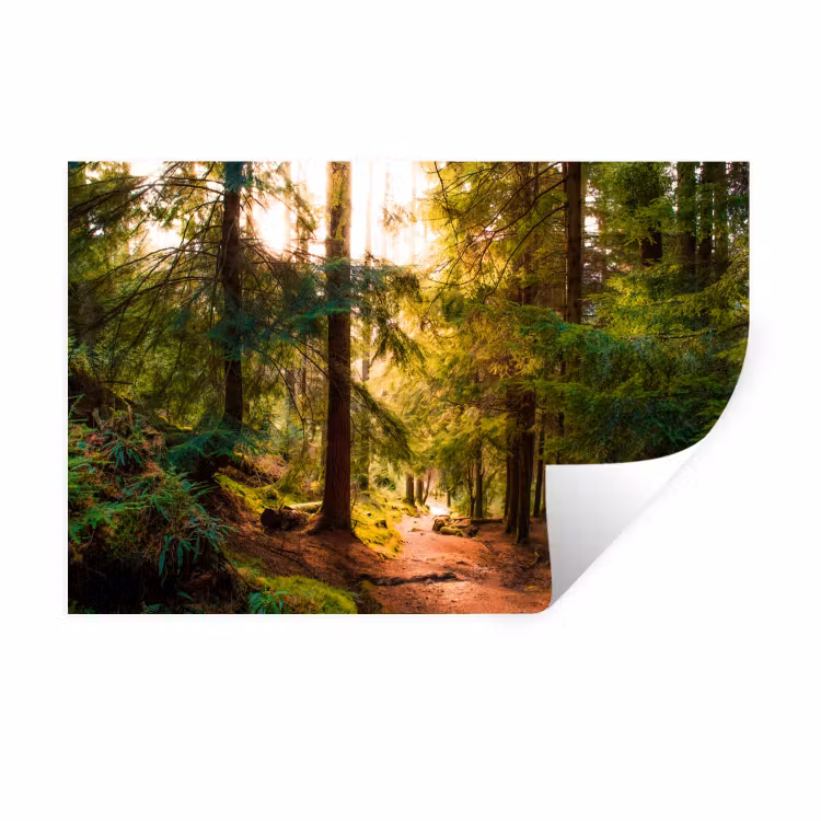 Wandtattoo – Wald - Weg - Bäume - Grün - Sonne - Natur — 1