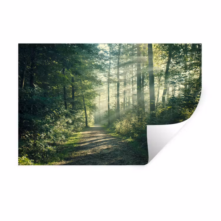 Wandtattoo – Wald - Weg - Sonne - Bäume - Grün - Natur — 1