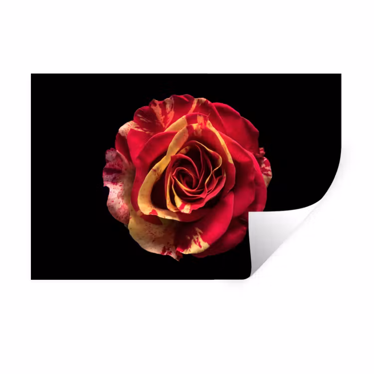 Wandtattoo – Blume - Rose - Rot - Schwarz — 1