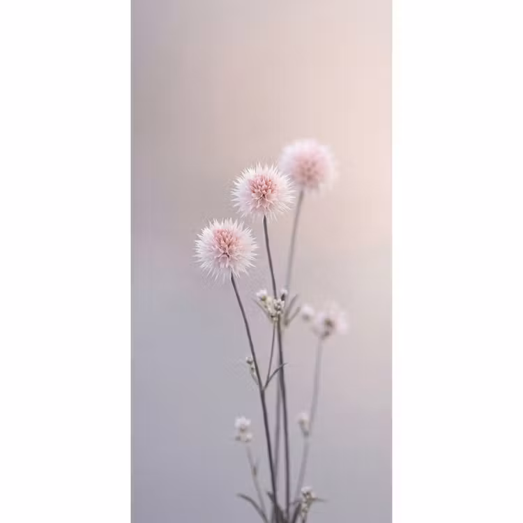 Tapete - Blumen - Zwiebeln - Rosa — 2