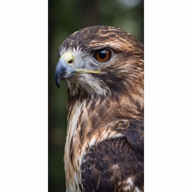 Tapete - Bussard - Raubvogel - Natur - Braun — 2