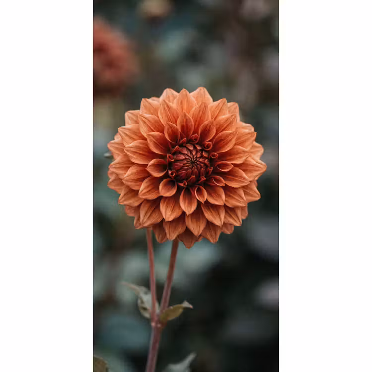 Tapete - Dahlie - Blume - Natur - Atmosphärisch — 2