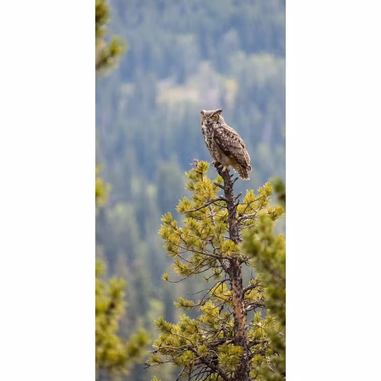 Tapete - Eule - Uhu - Bäume - Natur — 2
