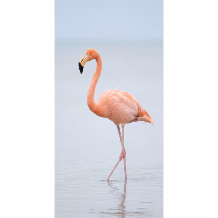 Tapete - Flamingo - Meer - Rosa — 2