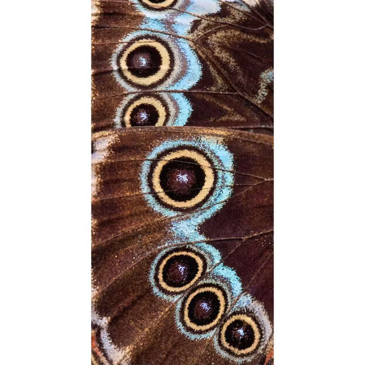 Tapete - Flügel - Schmetterling - Blau — 2