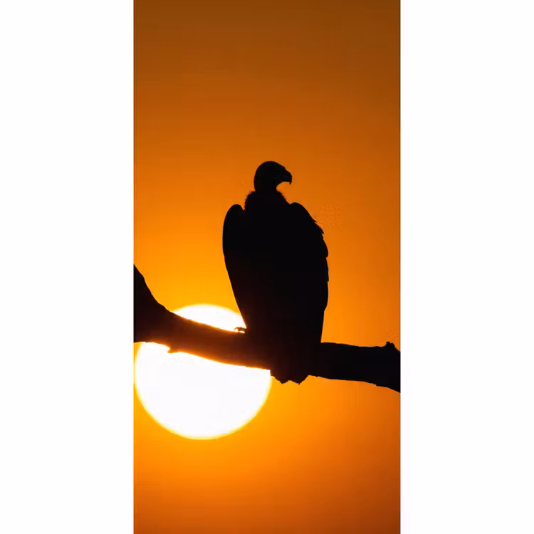 Tapete - Geier - Zweig - Sonne - Orange — 2