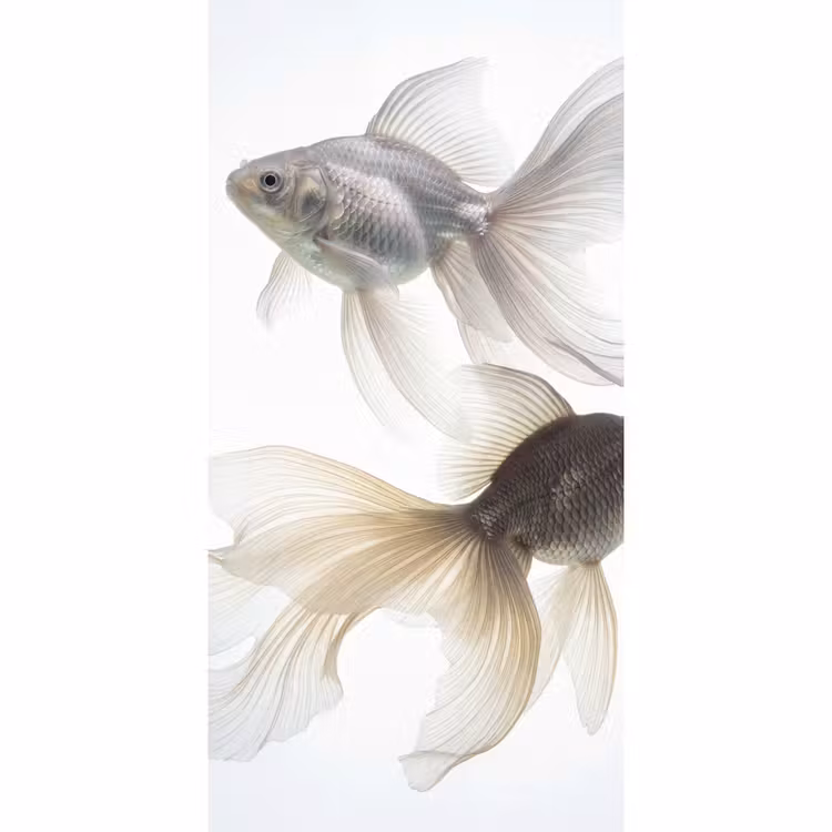 Tapete - Goldfisch - Modern - Weiß — 2