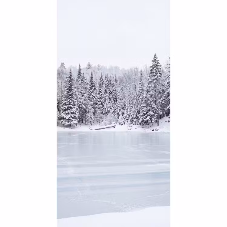 Tapete - Mehr - Kiefer - Eis - Winter - Beruhigend — 2