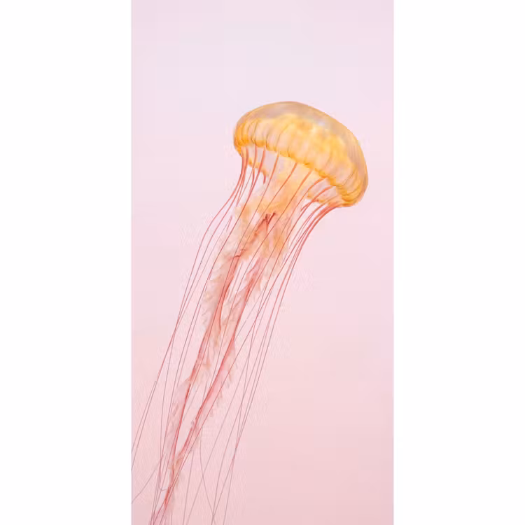 Tapete - Ornate - Qualle - Rosa — 2