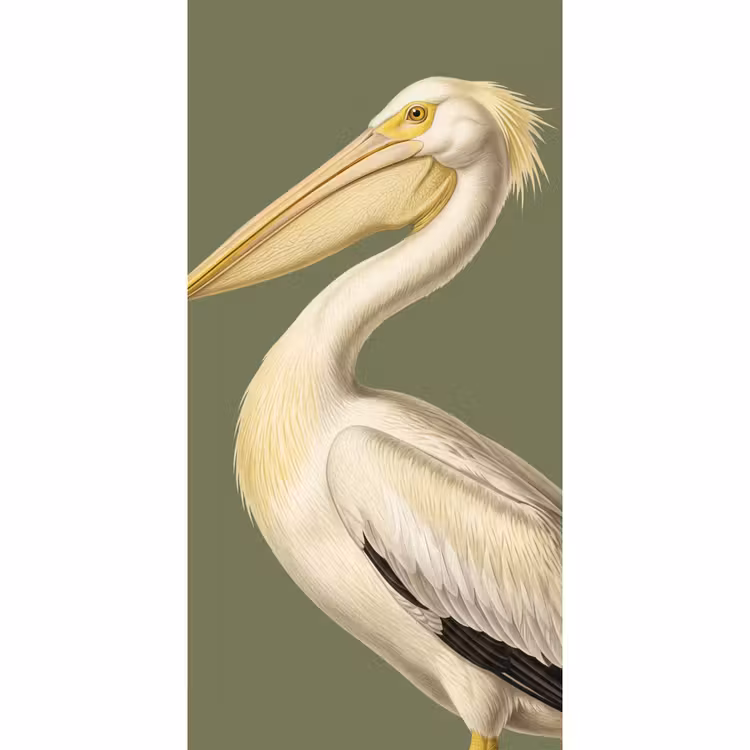 Tapete - Pelikan - Weiß - Vogel - Klassisch - Natur — 2
