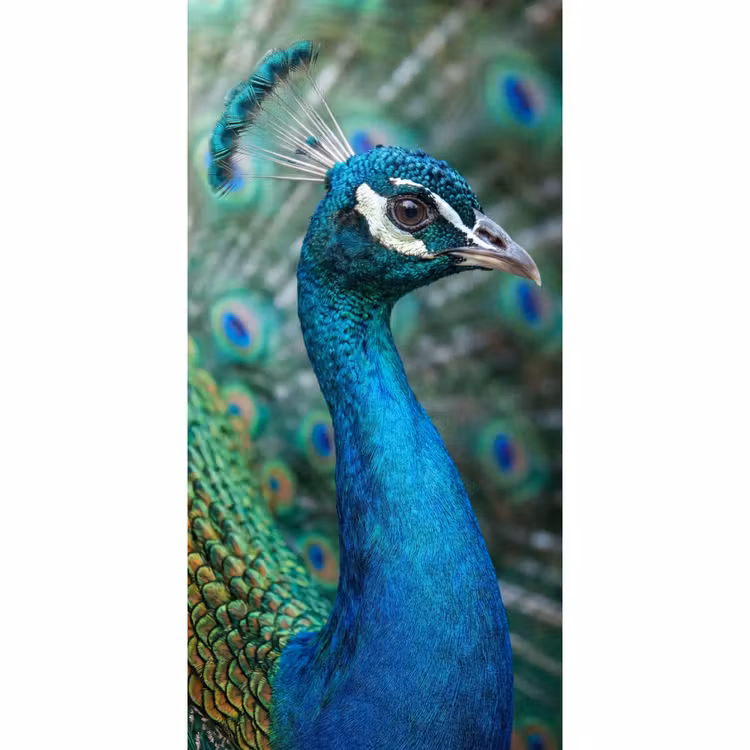 Tapete - Pfau - Federn - Blau — 2