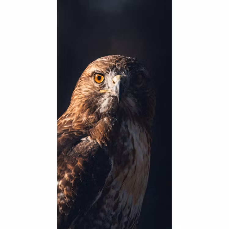 Tapete - Raubvogel - Mäusebussard - Braun — 2