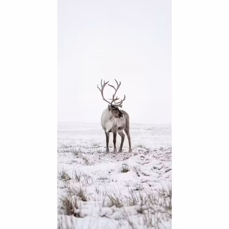 Tapete - Rentier - Geweih - Schnee - Winter — 2