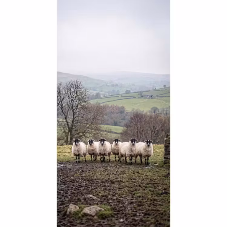 Tapete - Schafe - Reihe - Weide - Tiere - Landleben — 2