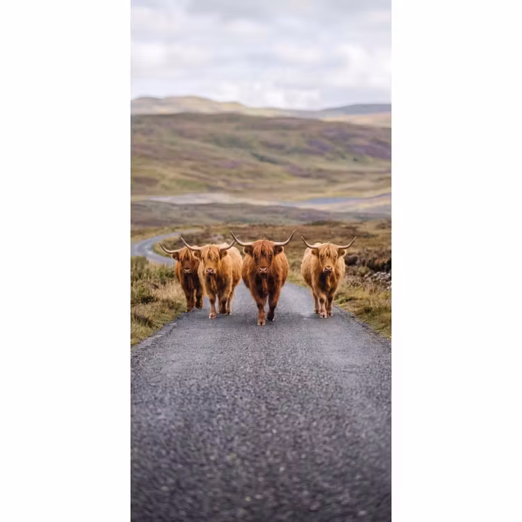 Tapete - Schottische Highlander - Straße - Landschaft - Herde — 2