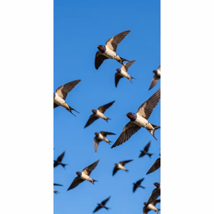 Tapete - Schwalben - Fliegen - Blau — 2