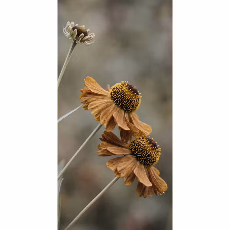 Tapete - Sonnenhut - Trockenblumen - Gelb - Warm — 2