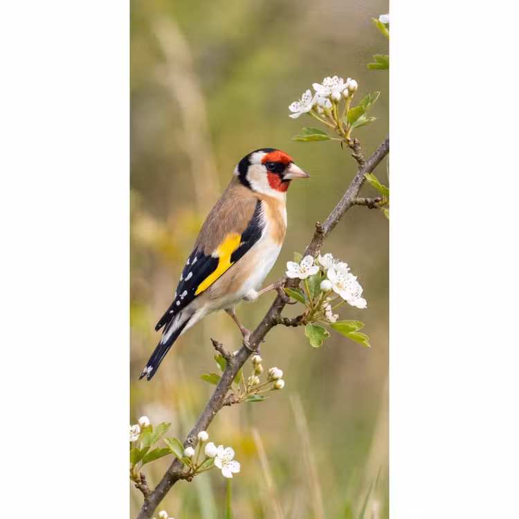 Tapete - Stieglitz - Blüte - Frühling - Natur - Farbenfroh — 2