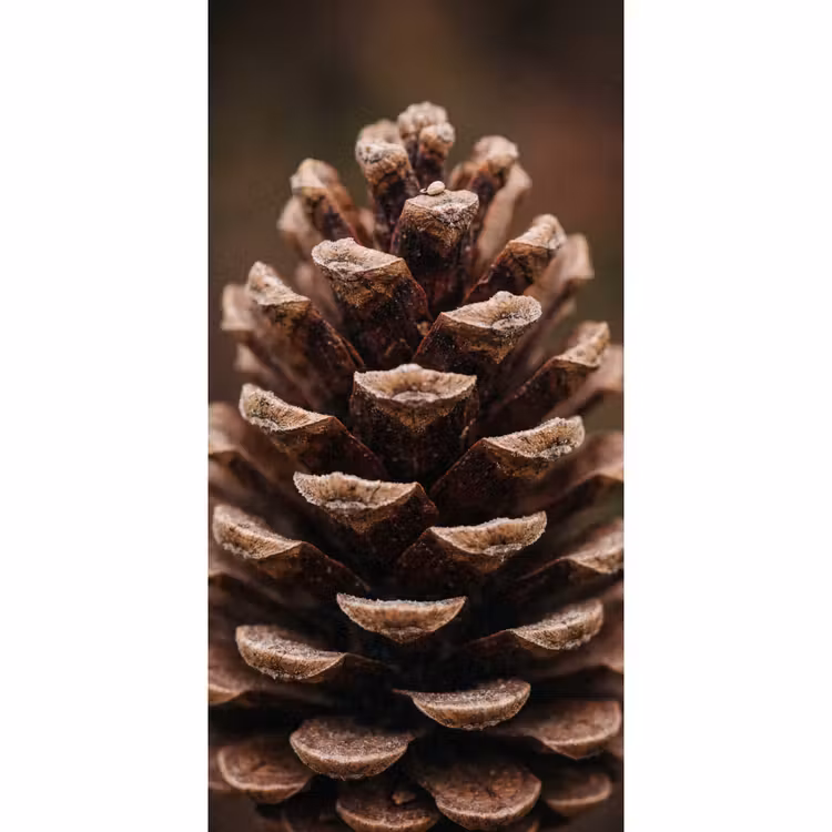 Tapete - Tannenzapfen - Wald - Herbst - Braun - Atmosphärisch — 2