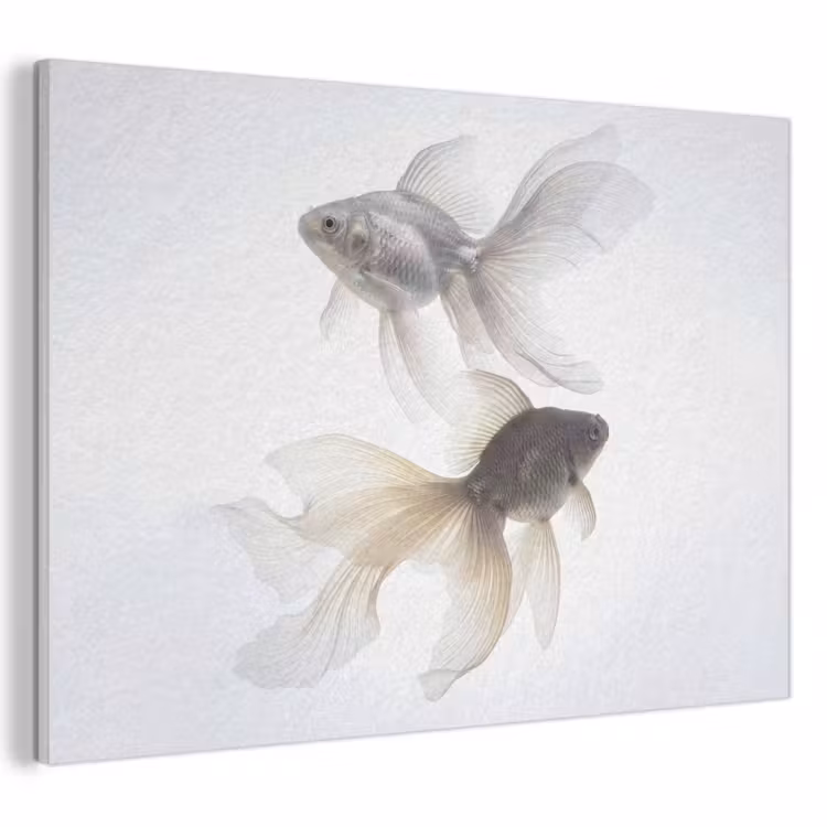 Akustikbild - Goldfisch - Modern - Weiß — 1