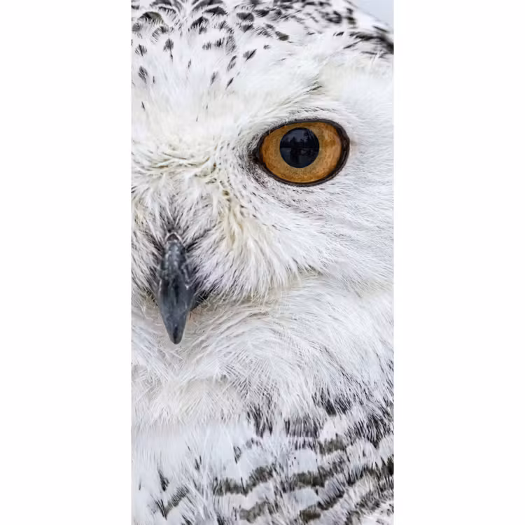 Tapete - Schneeeule - Auge - Wildtiere - Weiß — 2