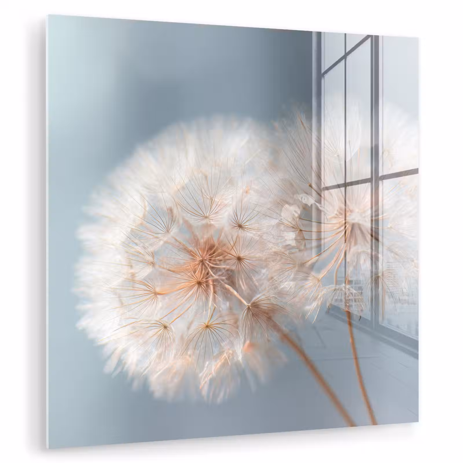 Glasbild - Pusteblumen - Flauschig - Weiß — 1