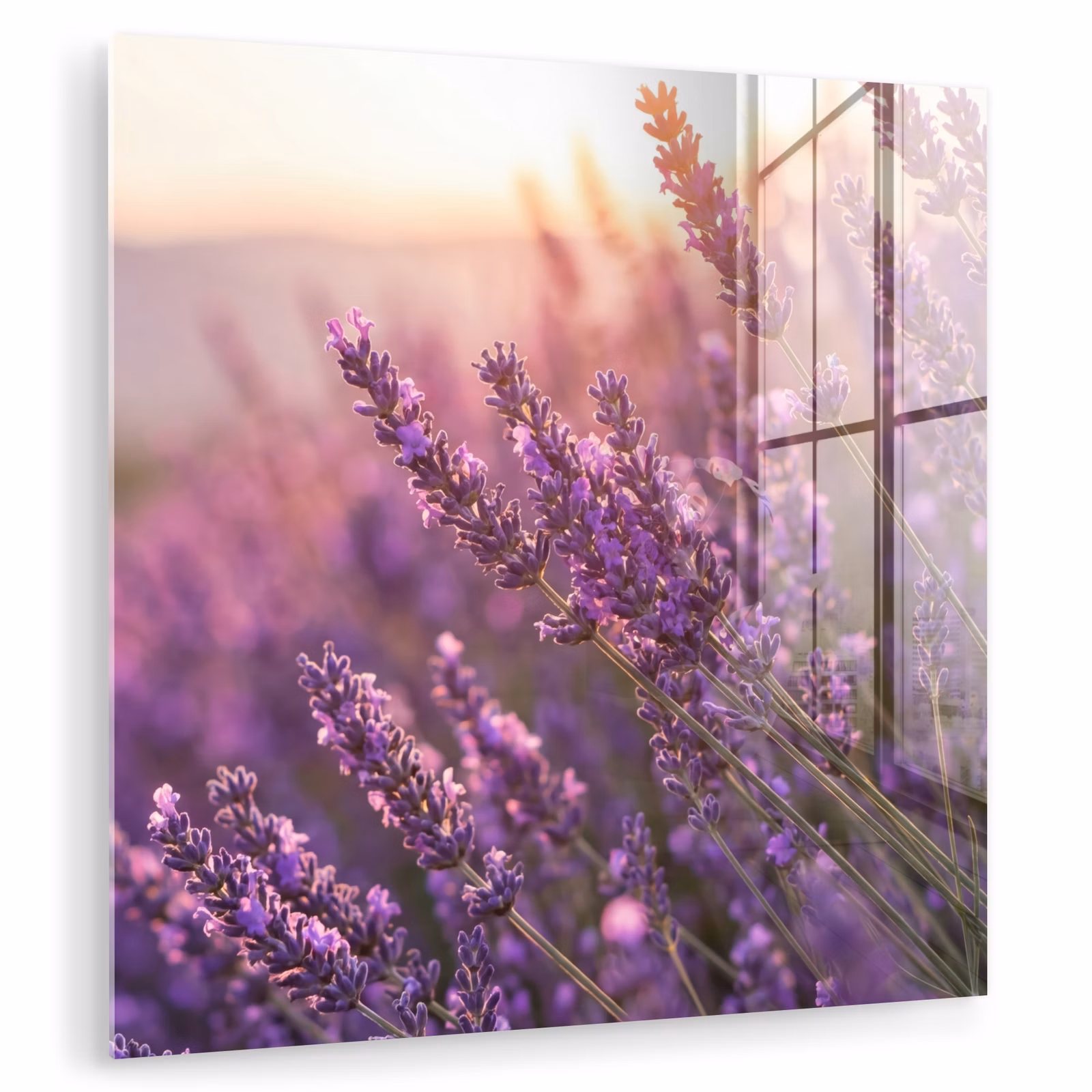 Glasbild - Lavendel - Lila - Sonnenlicht — 1