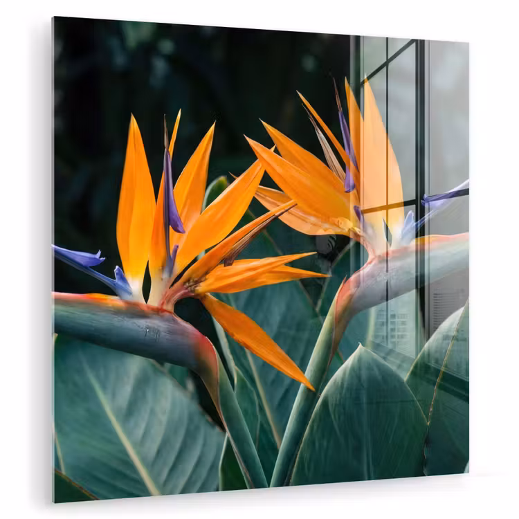Glasbild - Paradiesvogel - Blume - Exotisch — 1