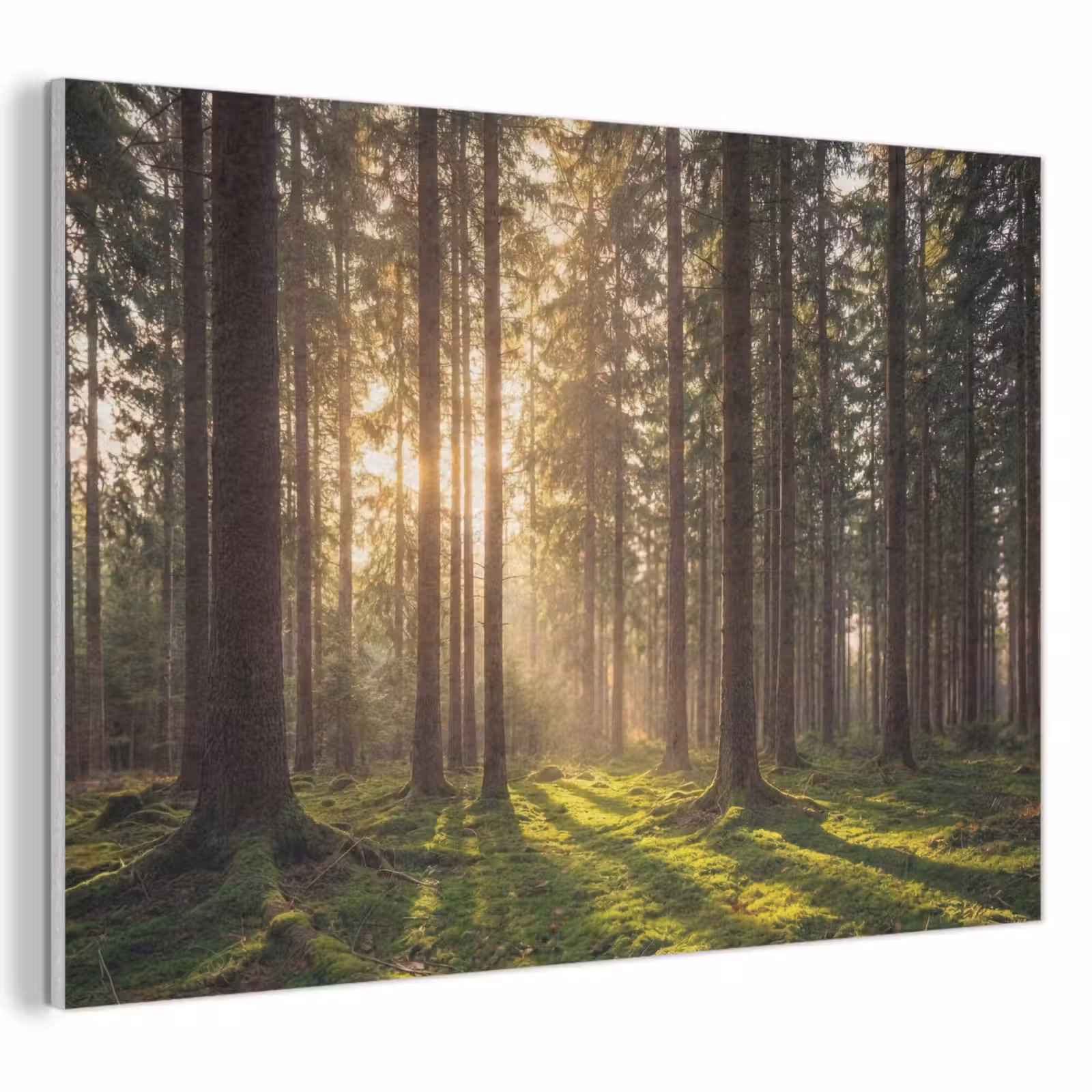 Akustikbild - Wald - Gras - Sonnenlicht — 1
