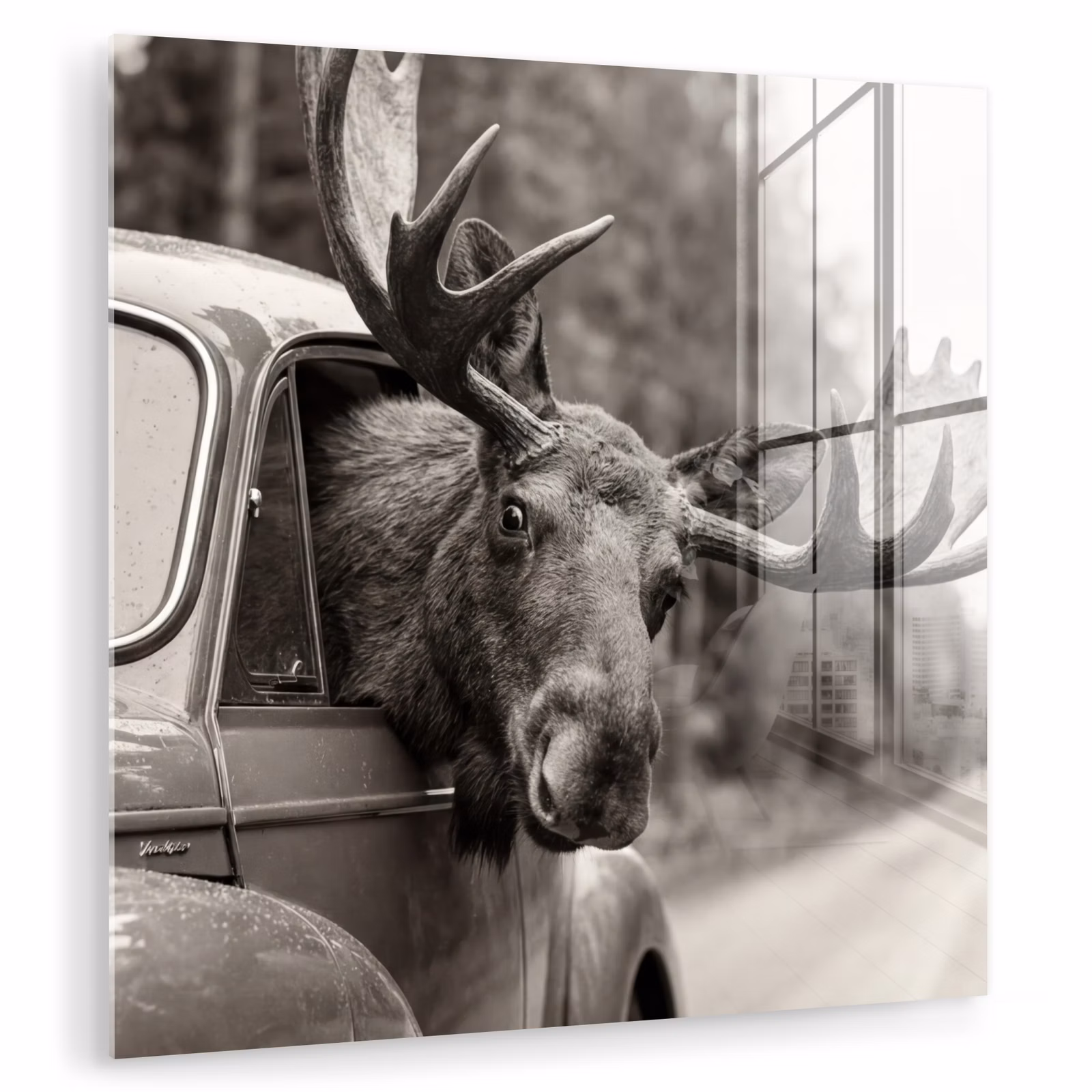 Glasbild - Elch - Auto - Geweih - Schwarz - Weiß — 1