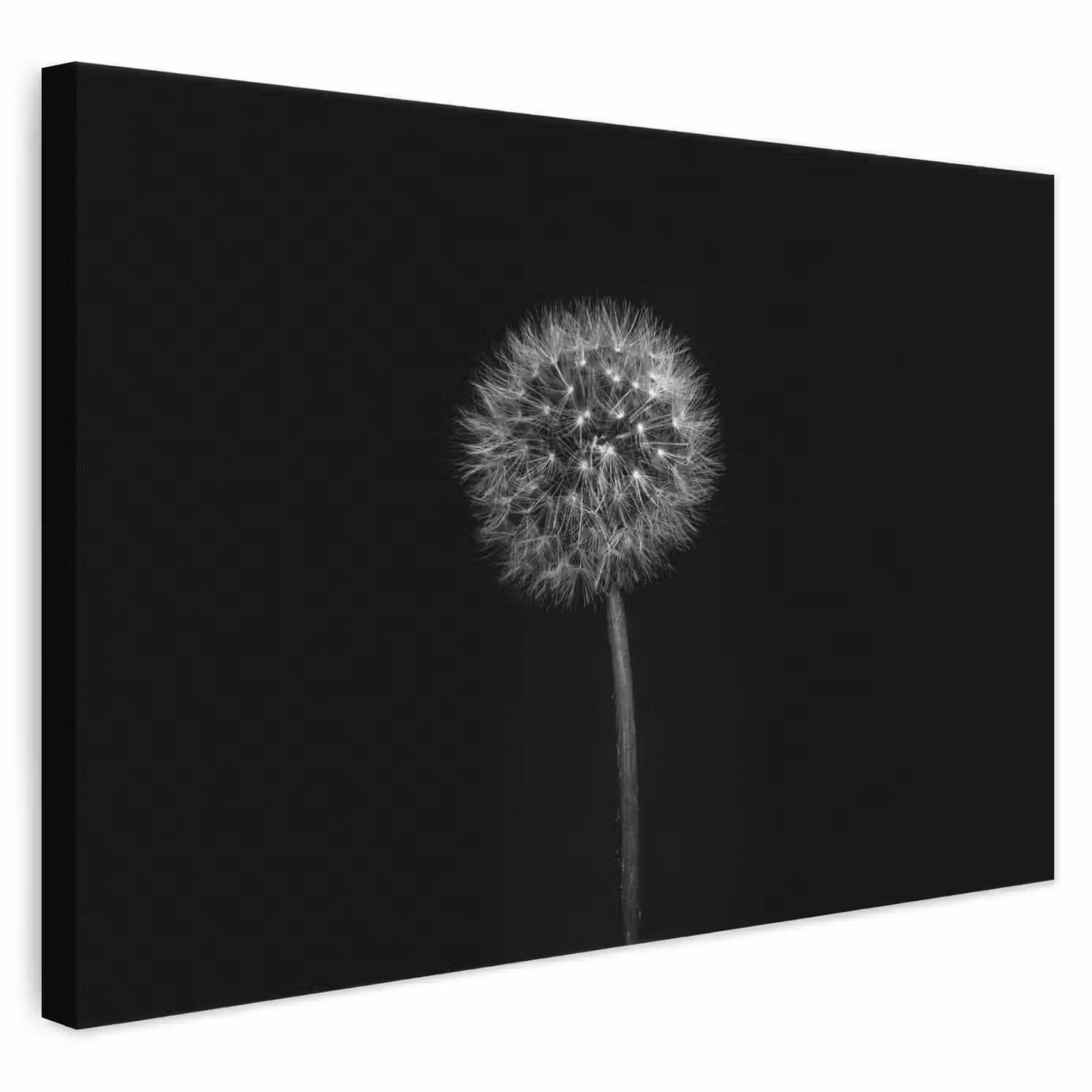 Leinwandbild - Löwenzahn - Schwarz - Floral - Botanisch — 1