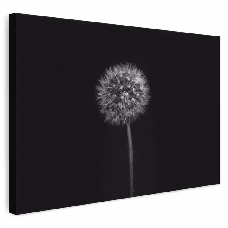 Leinwandbild - Löwenzahn - Schwarz - Floral - Botanisch — 1