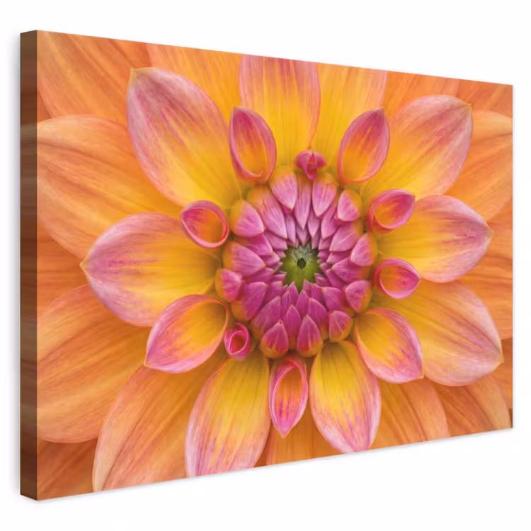 Leinwandbild - Dahlie - Blume - Orange — 1