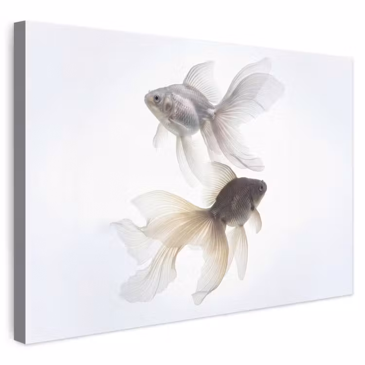 Leinwandbild - Goldfisch - Modern - Weiß — 1