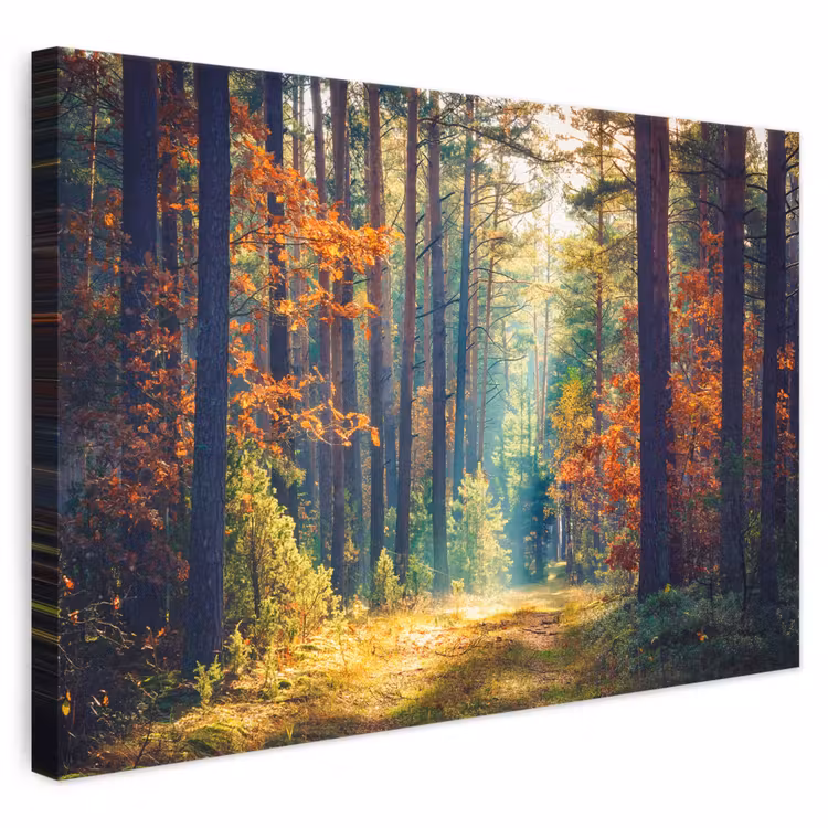 Leinwandbild - Wald - Sonne - Natur - Herbst — 1