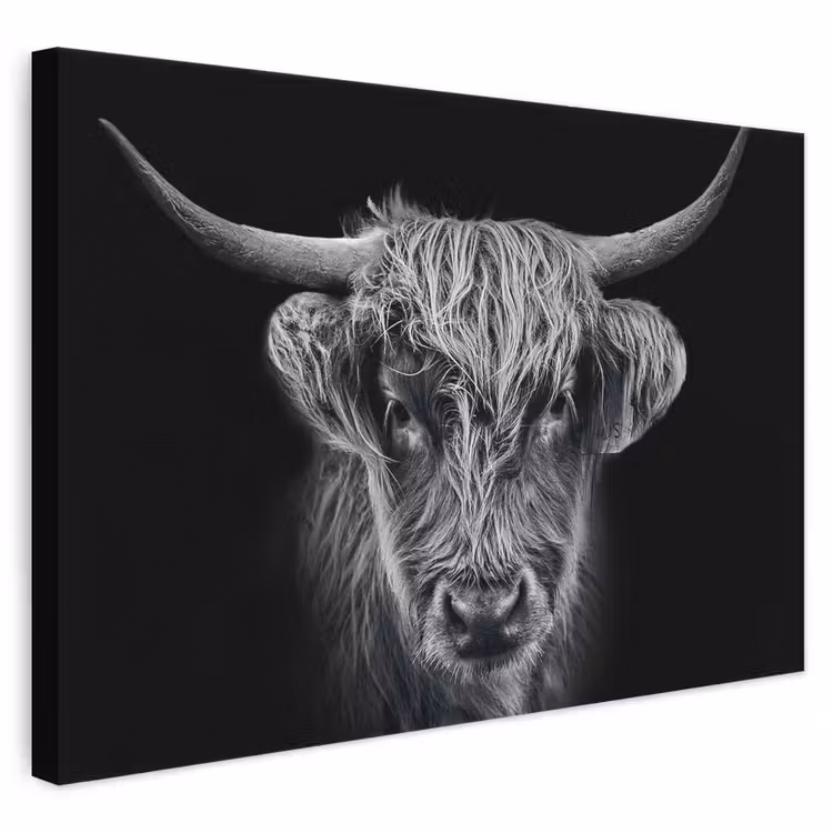 Leinwandbild - Schottischer Highlander - Schwarz - Kuh - Tiere — 1